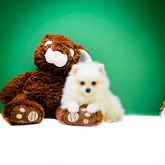 Micro Teacup Christmas Pomeranian Puppies for sale