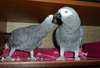 adorables perroquets gris d'afrique pour adoptoin - photo 1