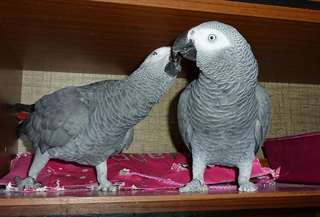 adorables perroquets gris d'afrique pour adoptoin