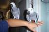 adorables perroquets gris d'afrique pour adoptoin