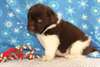 x_mass  akc newfoundland puppies