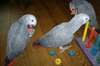 adorables perroquets gris d'afrique pour adoptoin
