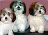 Adorable Lhasa Apso Puppies - AKC Registered, 8 we