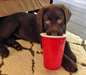 Adorable femelle Labrador chocolat