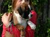 Magnifiques chiots boxer male et femelle