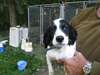 English Setter Puppy for Sale