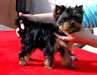 Adorable femelle yorkshire terrier