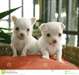 Merveilleux petits chiots Chihuahua blanc