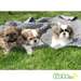 Superbes chiots shih tzu