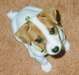 chiots Jack russell