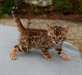 Chaton mâle bengal