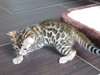 Magnifique femelle chaton bengal