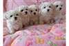 Bichon Maltais chien de pure race
