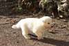 chiot  type Berger Blanc Suisse Pour Noël  a donne