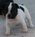 Donne chiot type bouledogue français femelle