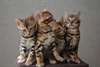 Magnifiques chatons bengal contre bon soins - photo 1