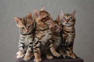 Magnifiques chatons bengal contre bon soins