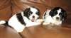 2 chiots Shih Tzu