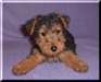 Welsh Terrier 2 - photo 1