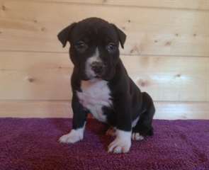 adoption adorable chiot amstaff terrier