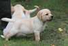 Magnifiques chiots Labrador contre bon soins