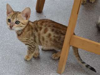 Adorables chatons Bengal