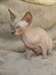 Magnifiques Chatons Sphynx disponibles