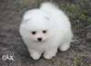 CHIOT  DE BONNE RACE  POUR NOEL