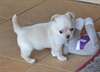 Superbe chihuahua femelle non lof a donné