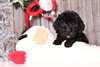 Goldendoodle