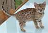Disponible chatons bengal male et femelle - photo 1