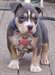 Pitbull Terrier américain Chiots fous disponibles,
