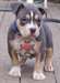 Pitbull Terrier am&#233;ricain Chiots fous disponibles, - photo 1