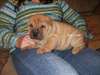 Chinese Shar-Pei Chiots fous disponibles, actuels