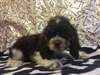 Cocker Spaniel, American Chiots fous disponibles,