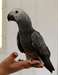 Gris Congo africaine aimer sympathique oiseau beso