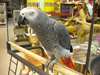 African Grey Parrot. grande causeur  Nous avons le