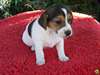 Petit chiot beagle mâle et femelle,