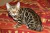 Magnifiques chatons bengal contre bon soins