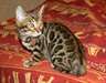 Magnifiques chatons bengal contre bon soins - photo 2
