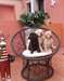 Trois chiots Labrador pour l'adoption! - photo 1