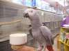 Congo African Grey Parrot Nous avons les bébés vai