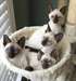 Chatons siamois, de type moderne, très élégant (vo