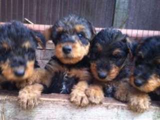 Airedale Terrier 12 semaines