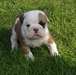 adorable chiot BULLDOG ANGLAIS disponible de suite