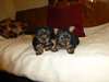 Deux belles chiots yorkshire à la recherche d'une