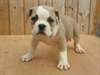 Prêt. Top Alapaha Bulldogs sang qualité Bleu Top
