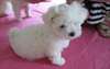 A donner magnifique Bichon maltais (pour Noël)