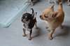 Superbes bébés chihuahua male et femelle