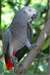 adorables perroquets gris d'afrique pour adoptoin - photo 1